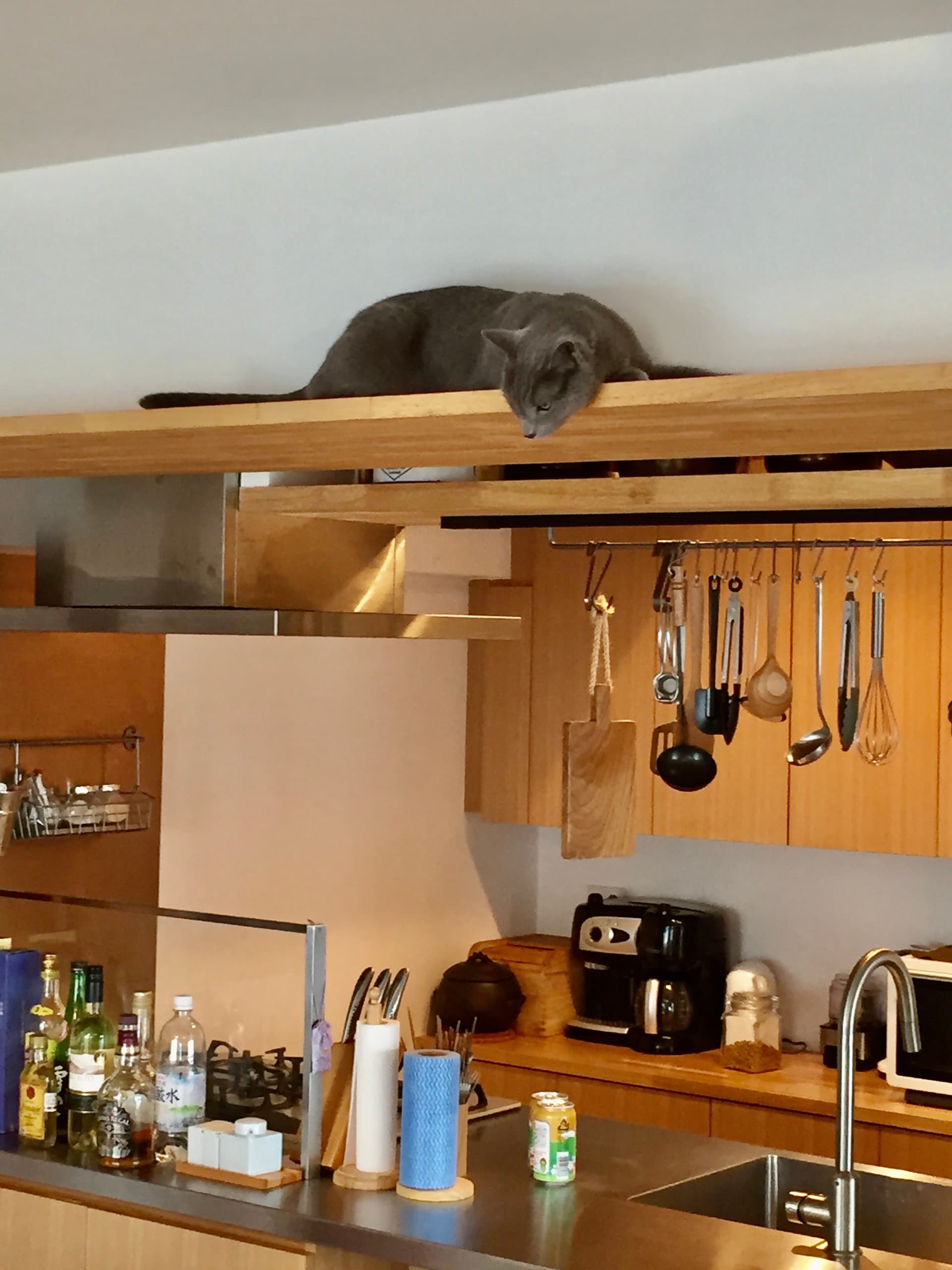 LDKにキャットウォークを巡らせています。