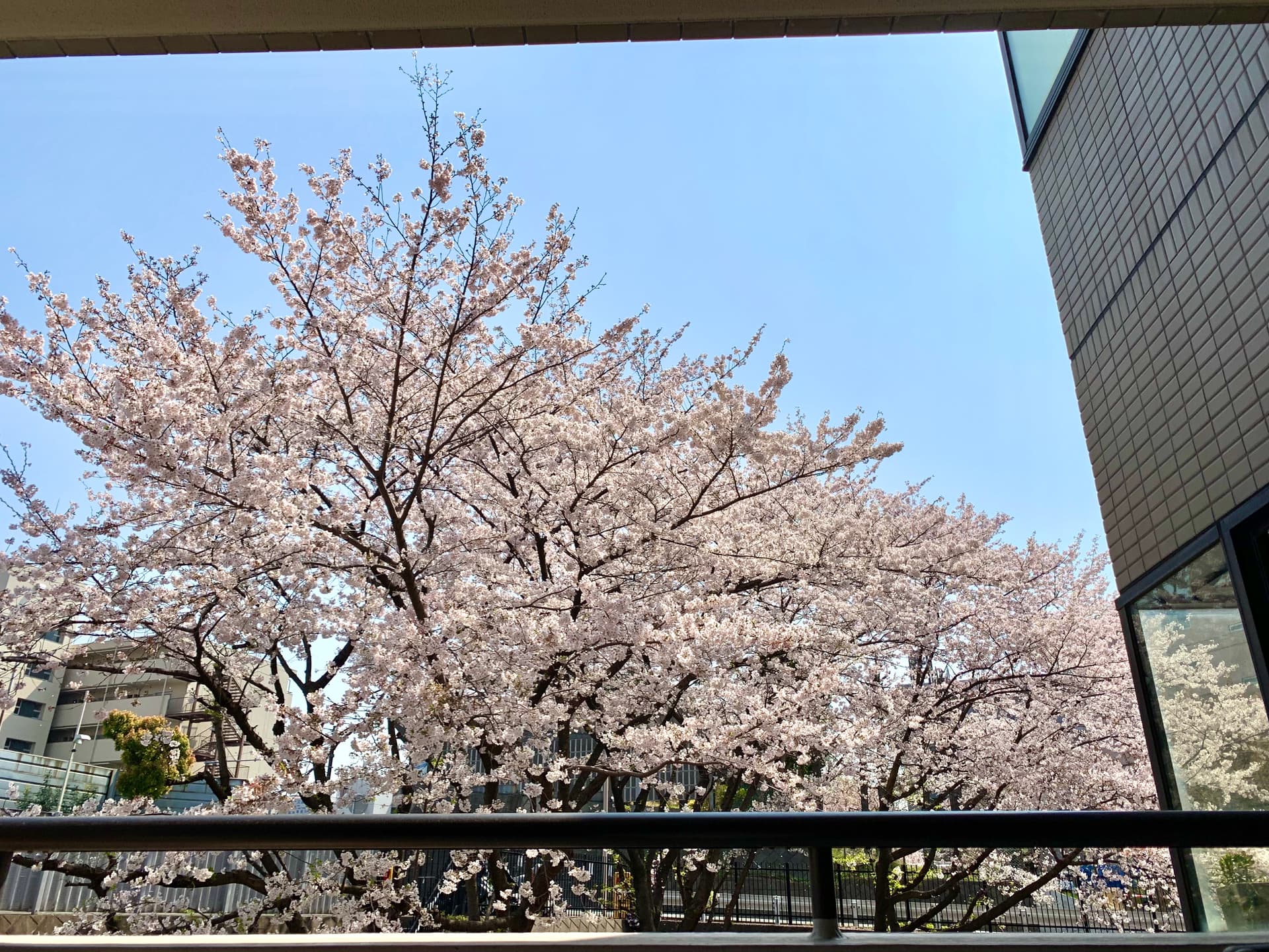 ベランダの目の前には桜の木があるので四季を常に感じることができます。
ベランダも奥行きがあるので春先には桜を観ながらお昼を食べたり、コーヒータイムを過ごせます。