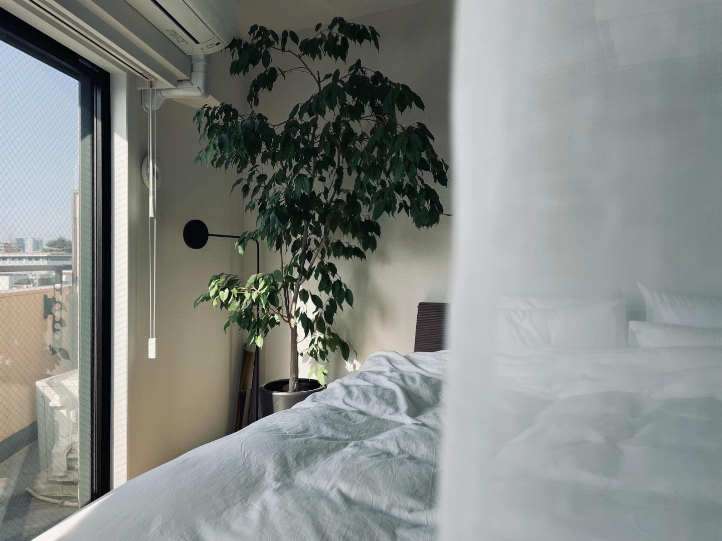 お昼手前からまぶしいほどの日航が入ってくるので、観葉植物もすくすく育ちます🌳