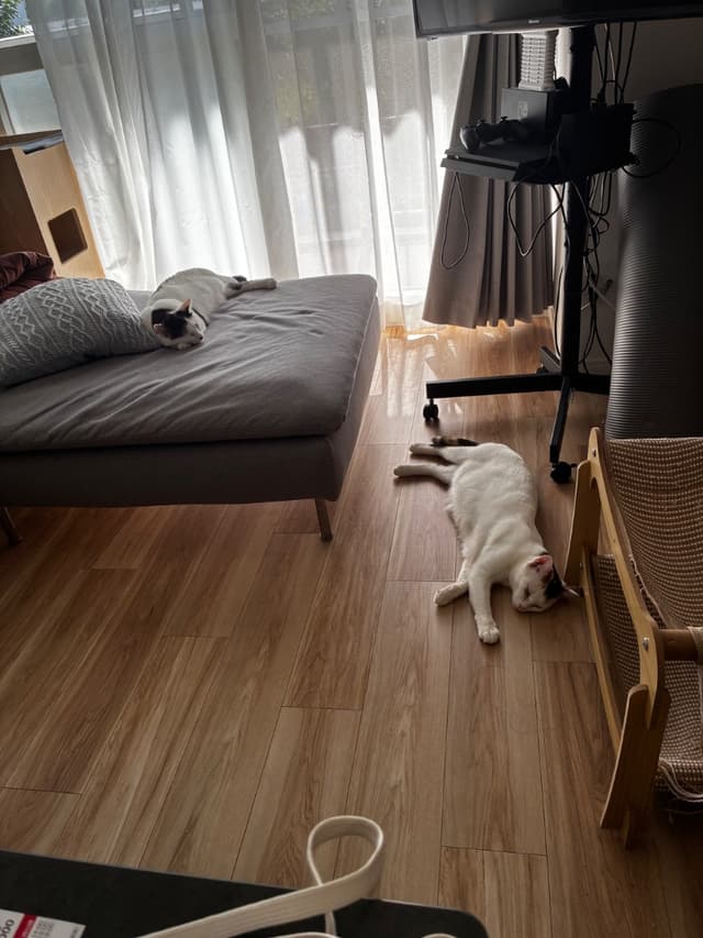 猫もお気に入りの日当たりの良いリビングです。ペットは複数飼育可能です。
