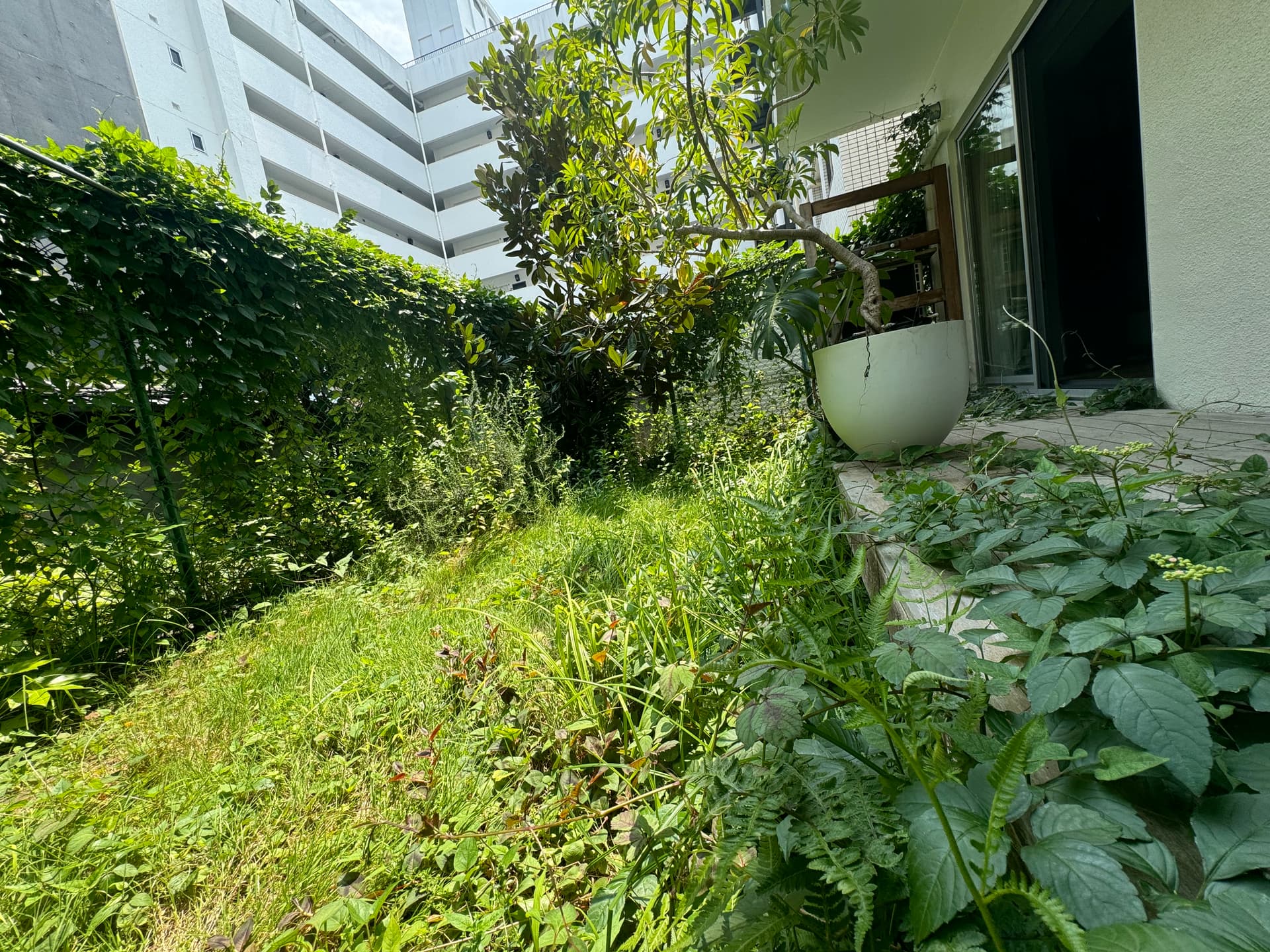 2024年7月現在の庭の状態です。
金網の柵に沿って蔦をはやし、グリーンカーテンのようにしています。
ウッドデッキ中央の大きめの鉢上は、引越し時には持っていく予定ですので付属しません。